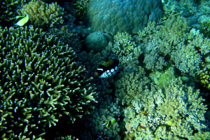 Apo Reef -- Travel Busuanga