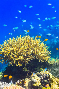 Tubbataha Coral reef -- Travel Philippines